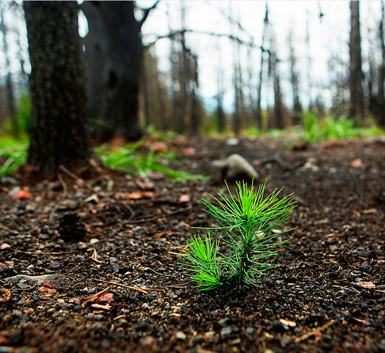 pine tree seedling